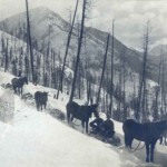 Pack train